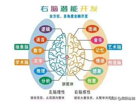 右腦適合工作|超腦力｜右腦發達適合什麼工作，五大類型工作可以選 